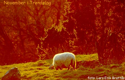 November i Trøndelag
